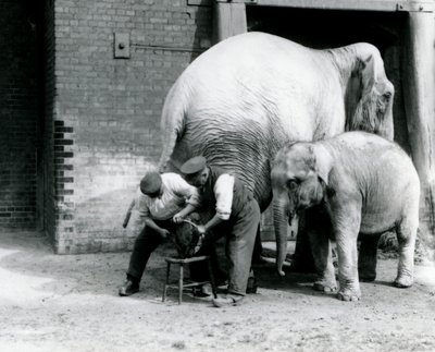 Baby Indische olifant en volwassen vrouwelijke Indische olifant, Assam Lukhi, met verzorger Charles Eyles, krijgen hun voeten verzorgd in London Zoo, september 1923 door Frederick William Bond